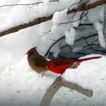 photo of male and female cardinals in the snow