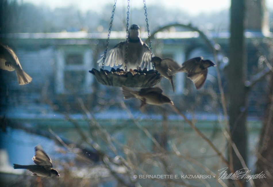 birds at feeder